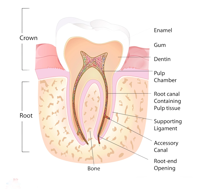 Everything You Need to Know About the Root Canal Procedure